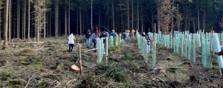 Wald-Pflanzaktion